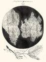 Células en el corcho (arriba) de Micrographia (1665).